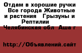 Отдам в хорошие ручки - Все города Животные и растения » Грызуны и Рептилии   . Челябинская обл.,Аша г.